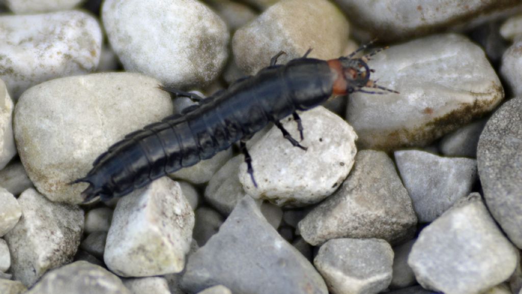 Larva di Carabus sp.